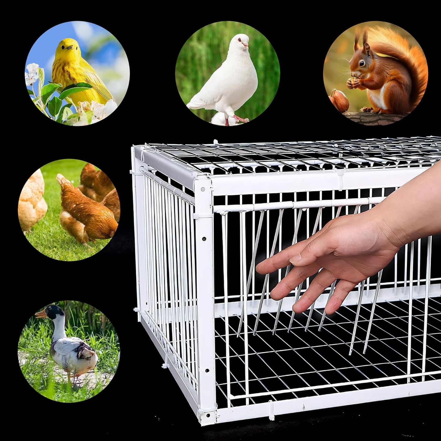 Cage-piège  portable pour oiseaux et pigeons - en métal